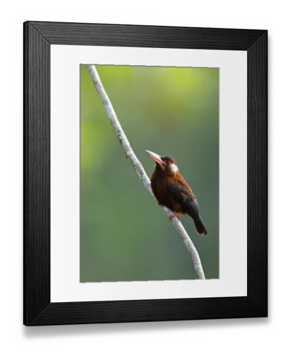 Framed Print : White-eared Jacamar (Galbalcyrhynchus leucotis) Framed Print : White-eared Jacamar (Galbalcyrhynchus leucotis)