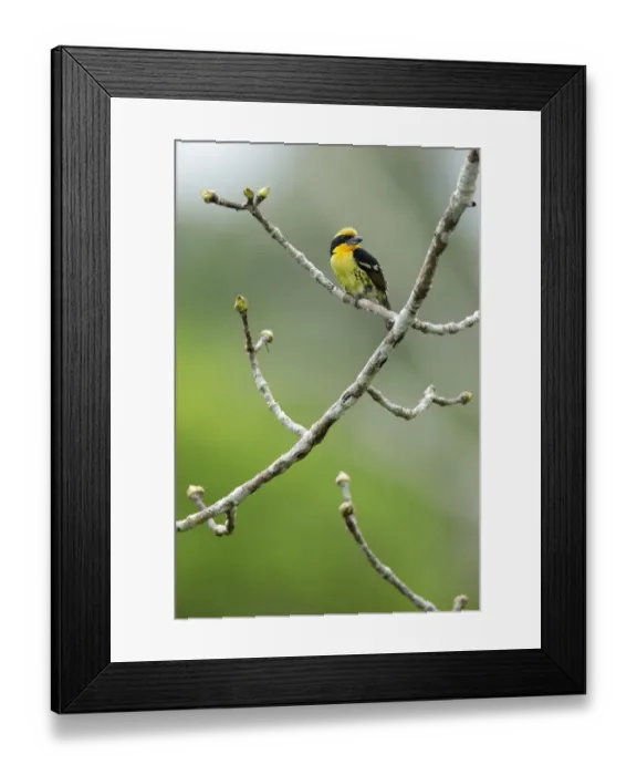Framed Print : Gilded Barbet (Capito auratus) Framed Print : Gilded Barbet (Capito auratus)