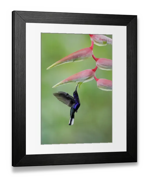 Framed Print : Violet Sabrewing