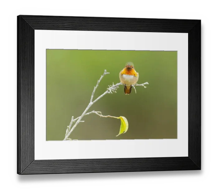 Framed Print : Scintillant Hummingbird (Selasphorus scintilla) Framed Print : Scintillant Hummingbird (Selasphorus scintilla)