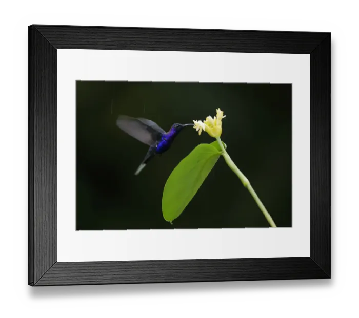 Framed Print : Violet Sabrewing