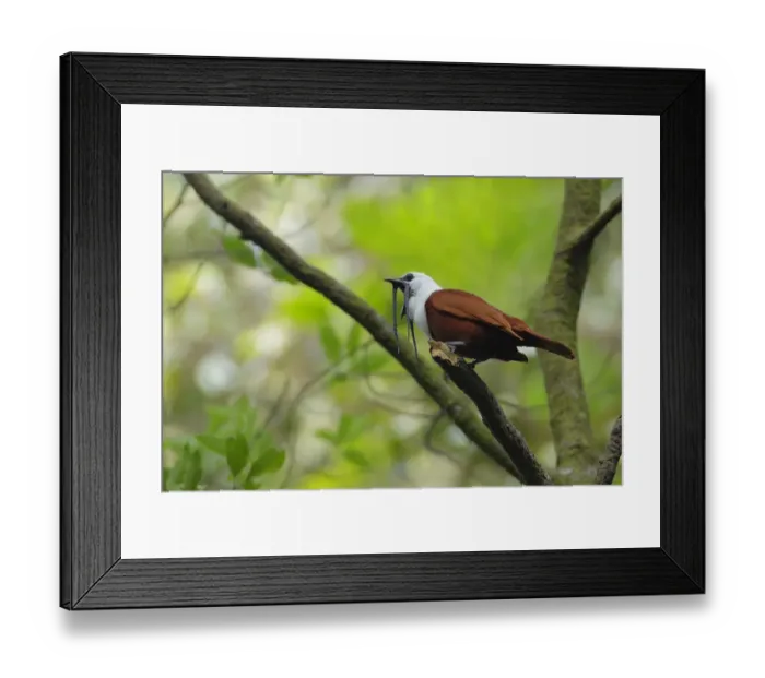 Framed Print : Three-wattled Bellbird Framed Print : Three-wattled Bellbird