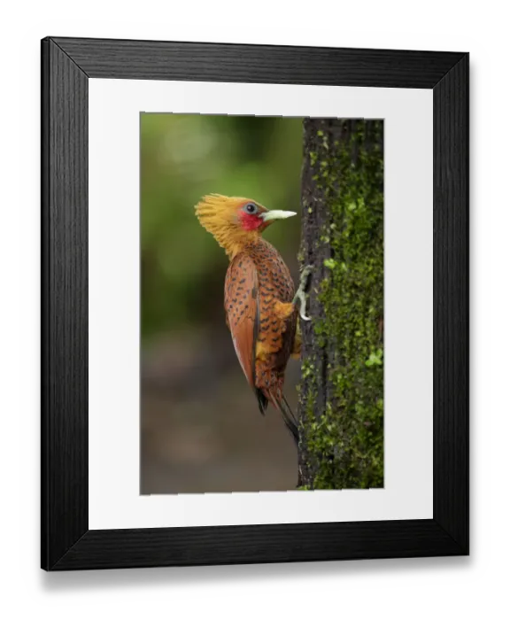 Framed Print : Chestnut-colored Woodpecker Framed Print : Chestnut-colored Woodpecker