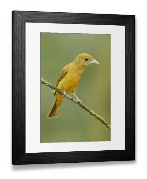 Framed Print : Summer Tanager Framed Print : Summer Tanager