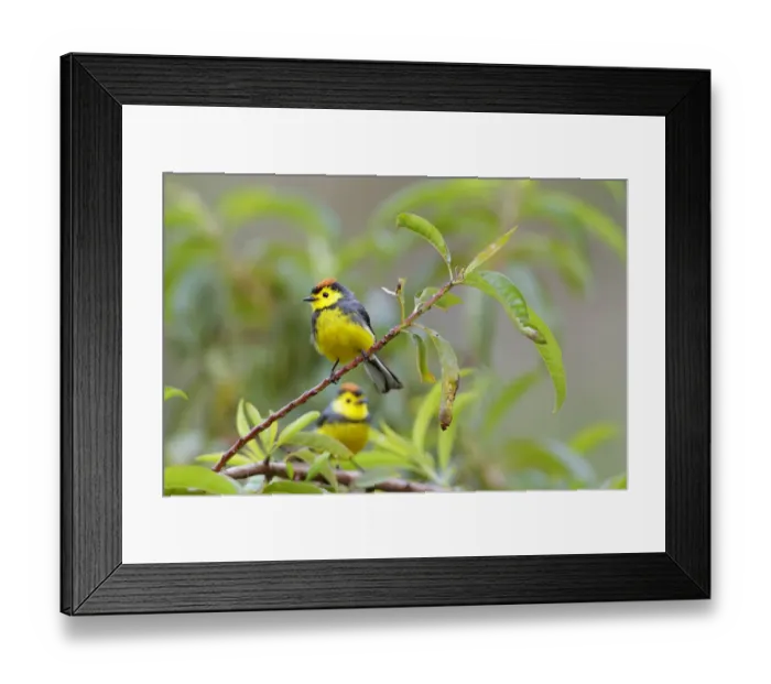 Framed Print : Collared Redstar Framed Print : Collared Redstar