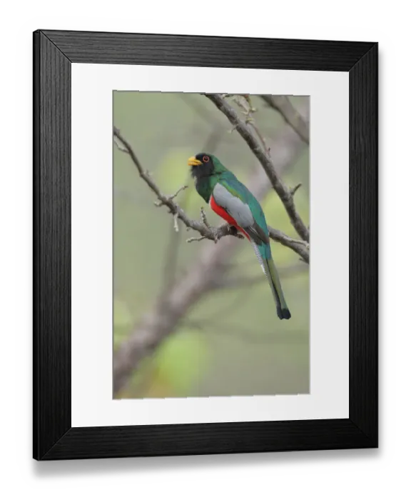 Framed Print : Elegant Trogon