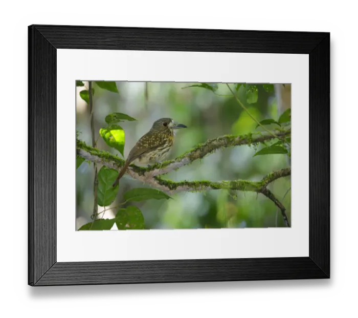 Framed Print : White-whiskered Puffbird (Malacoptila panamensis) Framed Print : White-whiskered Puffbird (Malacoptila panamensis)