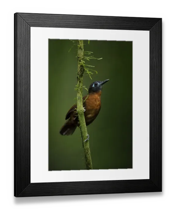Framed Print : Chestnut-backed Antbird (Myrmeciza exsul)