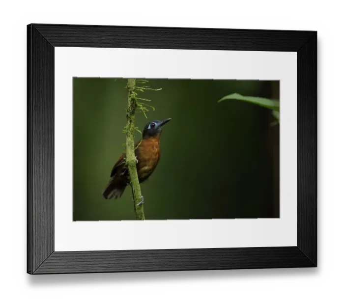 Framed Print : Chestnut-backed Antbird (Myrmeciza exsul) Framed Print : Chestnut-backed Antbird (Myrmeciza exsul)