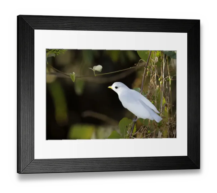 Framed Print : Yellow-billed Cotinga (Carpodectes antoniae)