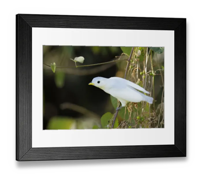 Framed Print : Yellow-billed Cotinga (Carpodectes antoniae) Framed Print : Yellow-billed Cotinga (Carpodectes antoniae)