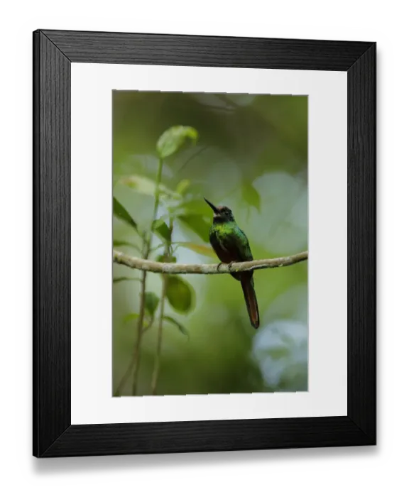 Framed Print : White-chinned Jacamar (Galbula tombacea) Framed Print : White-chinned Jacamar (Galbula tombacea)