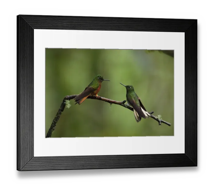 Framed Print : Chestnut-breasted and Buff-tailed Coronets Framed Print : Chestnut-breasted and Buff-tailed Coronets