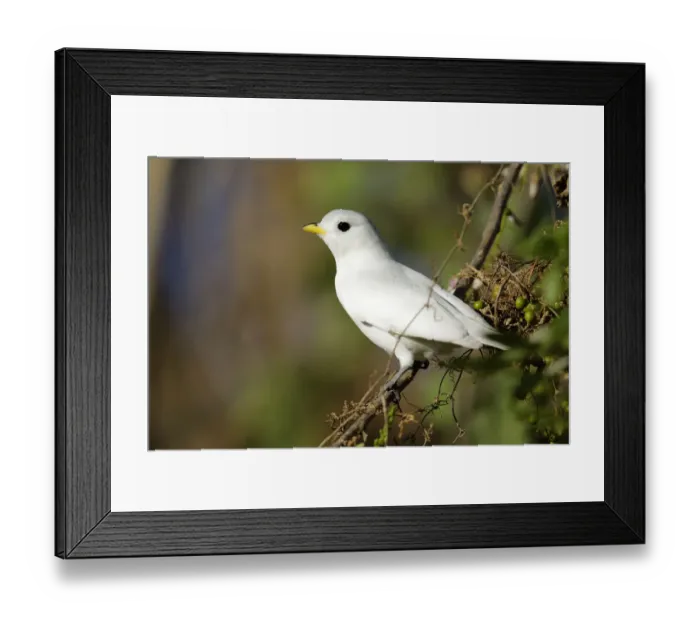 Framed Print : Yellow-billed Cotinga (Carpodectes antoniae) Framed Print : Yellow-billed Cotinga (Carpodectes antoniae)
