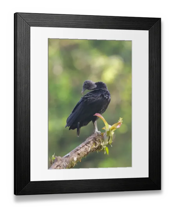 Framed Print : Black Vulture Framed Print : Black Vulture
