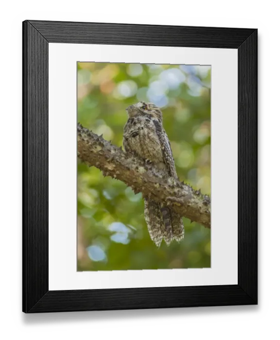 Framed Print : Northern Potoo Framed Print : Northern Potoo