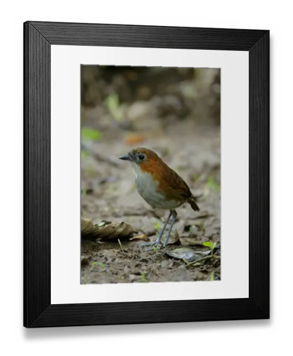 Framed Print : White-bellied Antpitta (Grallaria hypoleuca) Framed Print : White-bellied Antpitta (Grallaria hypoleuca)