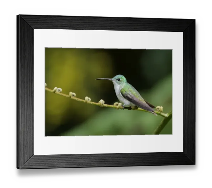 Framed Print : Andean Emerald (Amazilia franciae) Framed Print : Andean Emerald (Amazilia franciae)