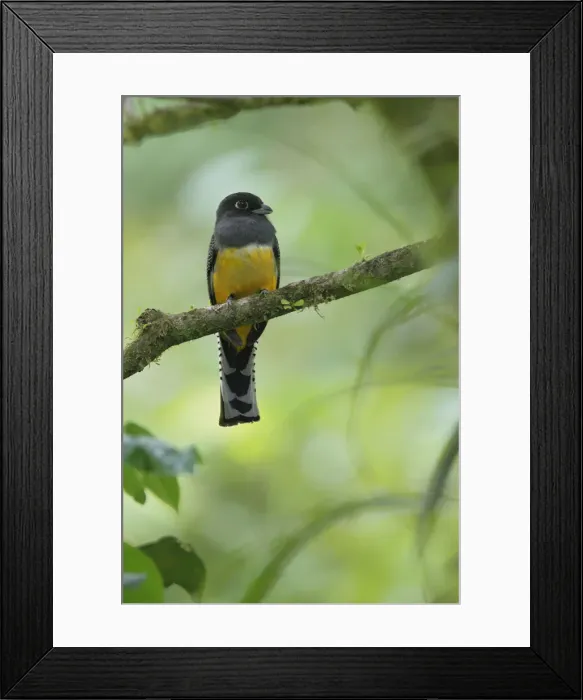 Framed Print : Gartered Trogon