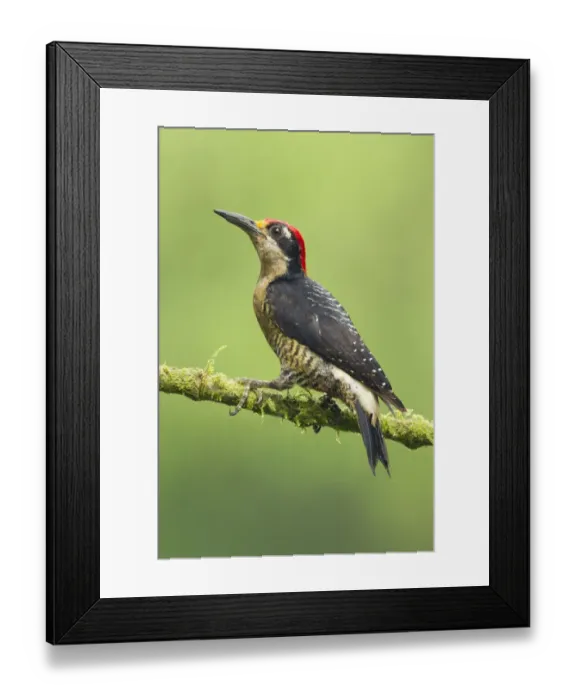 Framed Print : Black-cheeked Woodpecker Framed Print : Black-cheeked Woodpecker