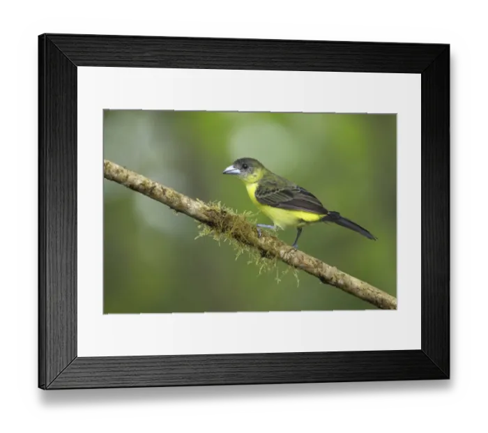 Framed Print : Flame-rumped Tanager (Ramphocelus flammigerus) Framed Print : Flame-rumped Tanager (Ramphocelus flammigerus)