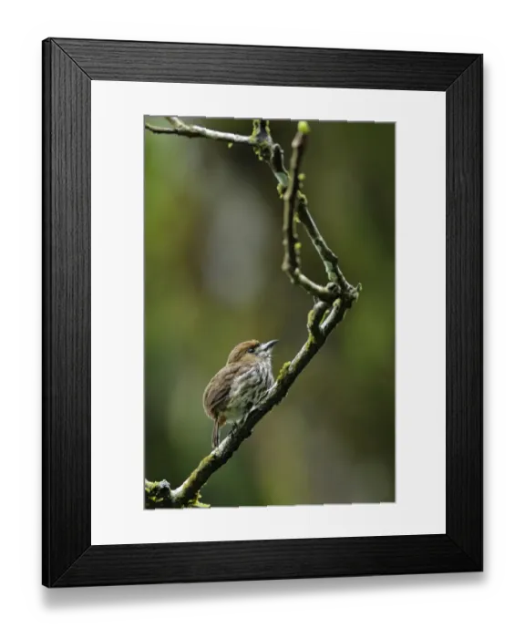 Framed Print : Lanceolated Monklet (Micromonacha lanceolata) hunting Framed Print : Lanceolated Monklet (Micromonacha lanceolata) hunting