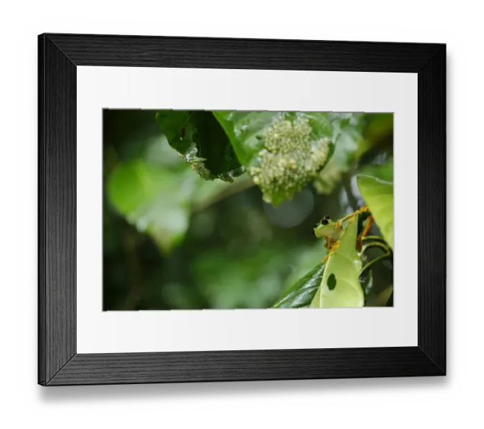 Framed Print : Gliding Tree Frogs