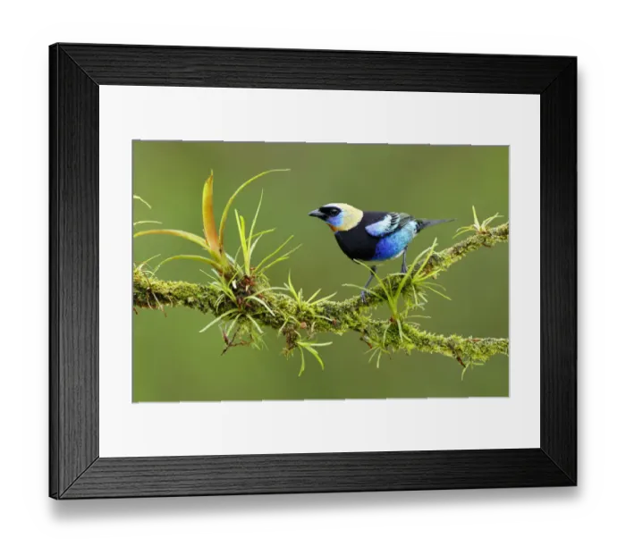 Framed Print : Golden-hooded Tanager Framed Print : Golden-hooded Tanager
