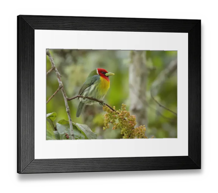 Framed Print : Red-headed Barbet Framed Print : Red-headed Barbet