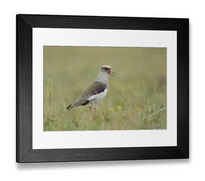 Framed Print : Andean Lapwing (Vanellus resplendens) Framed Print : Andean Lapwing (Vanellus resplendens)