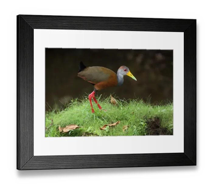Framed Print : Gray-necked wood-rail Framed Print : Gray-necked wood-rail