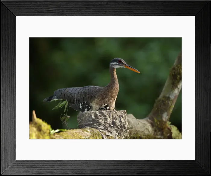 Framed Print : Sunbittern on nesting