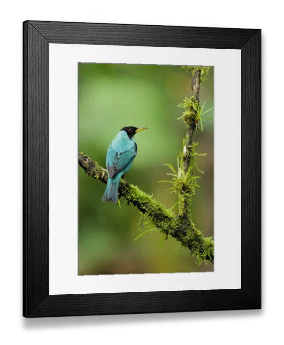 Framed Print : Green Honeycreeper Framed Print : Green Honeycreeper