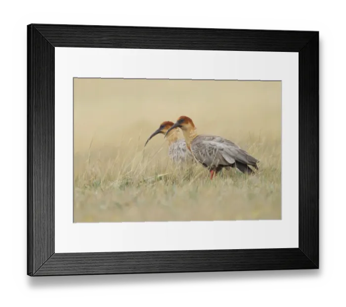 Framed Print : Black-faced Ibis Framed Print : Black-faced Ibis
