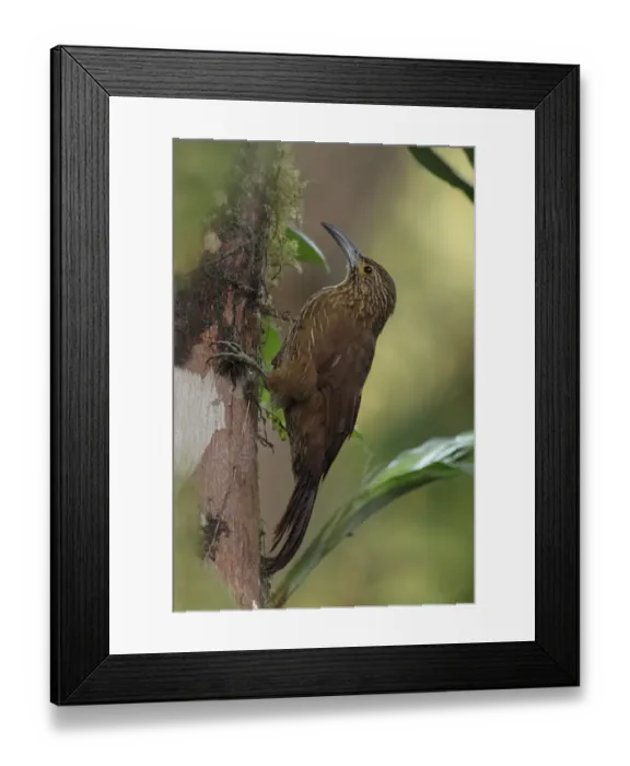 Framed Print : Strong-billed Woodcreeper Framed Print : Strong-billed Woodcreeper