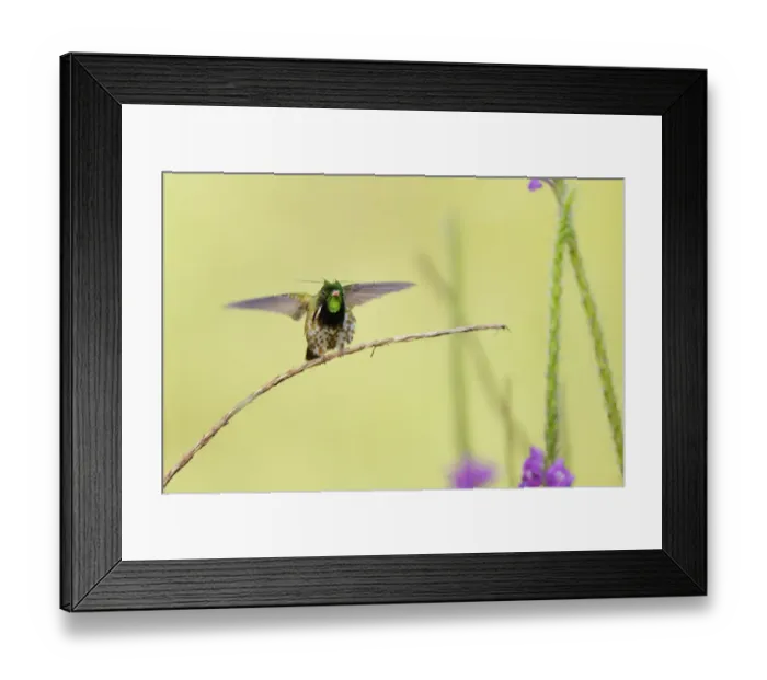 Framed Print : Black-crested Coquette (Lophornis helenae) Framed Print : Black-crested Coquette (Lophornis helenae)