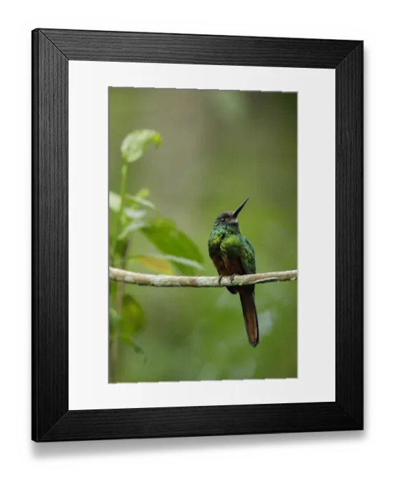 Framed Print : White-chinned Jacamar (Galbula tombacea) Framed Print : White-chinned Jacamar (Galbula tombacea)