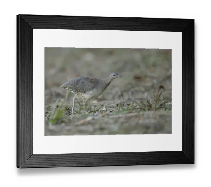 Framed Print : Undulated Tinamou (Crypturellus undulatus) Framed Print : Undulated Tinamou (Crypturellus undulatus)