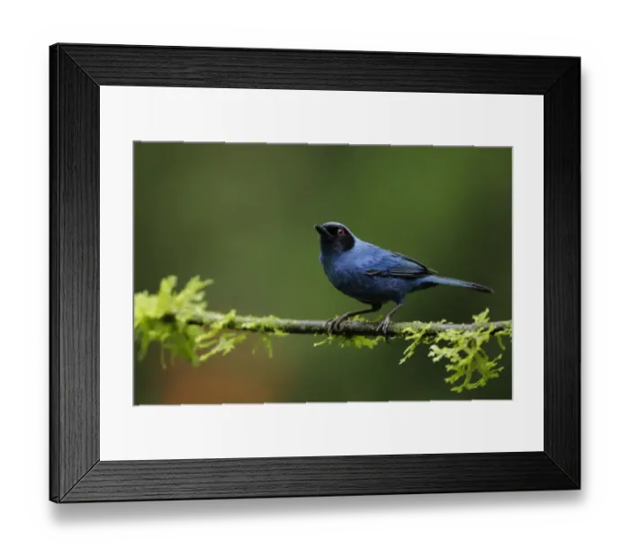 Framed Print : Masked Flowerpiercer (Diglossa cyanea) Framed Print : Masked Flowerpiercer (Diglossa cyanea)