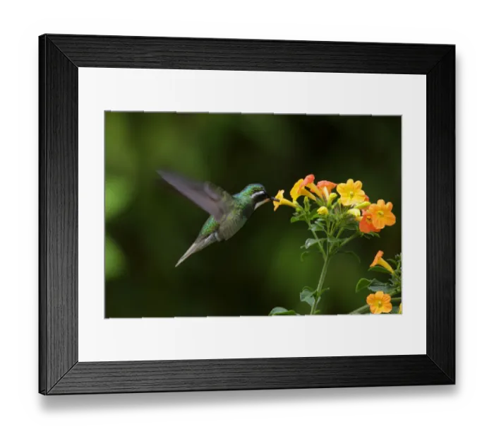 Framed Print : White-throated Mountain-gem Framed Print : White-throated Mountain-gem