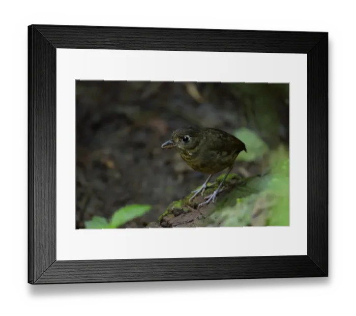 Framed Print : Plain-backed Antpitta (Grallaria haplonota) foraging