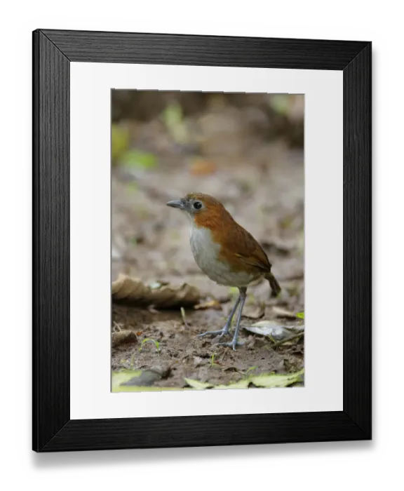 Framed Print : White-bellied Antpitta (Grallaria hypoleuca)