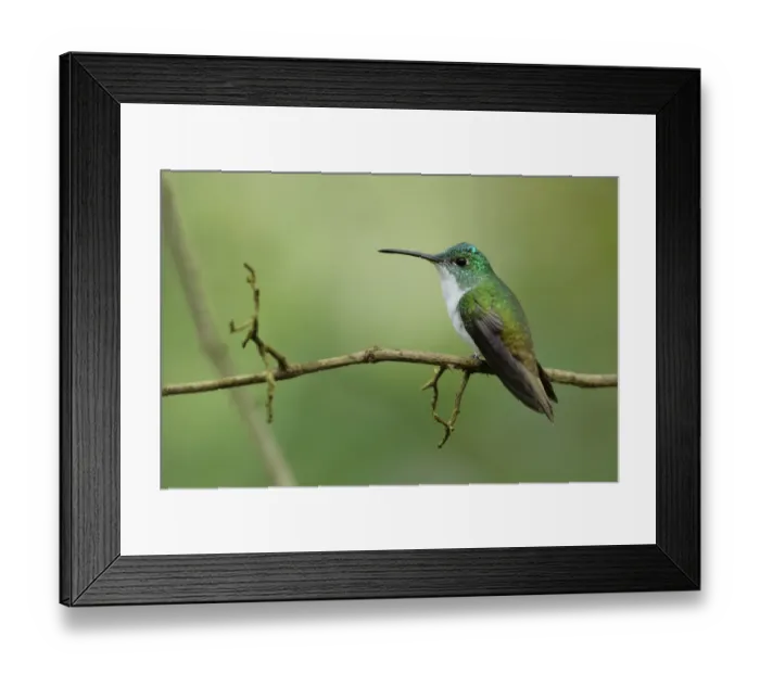Framed Print : Andean Emerald (Amazilia franciae)