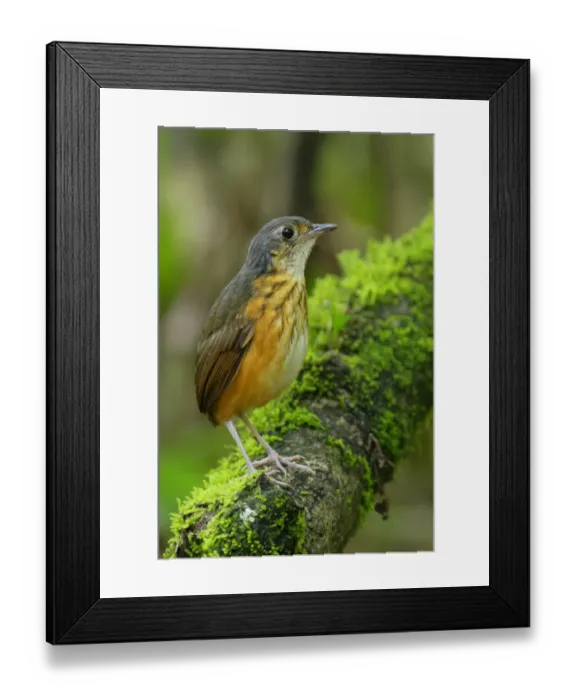 Framed Print : Thicket Antpitta Framed Print : Thicket Antpitta