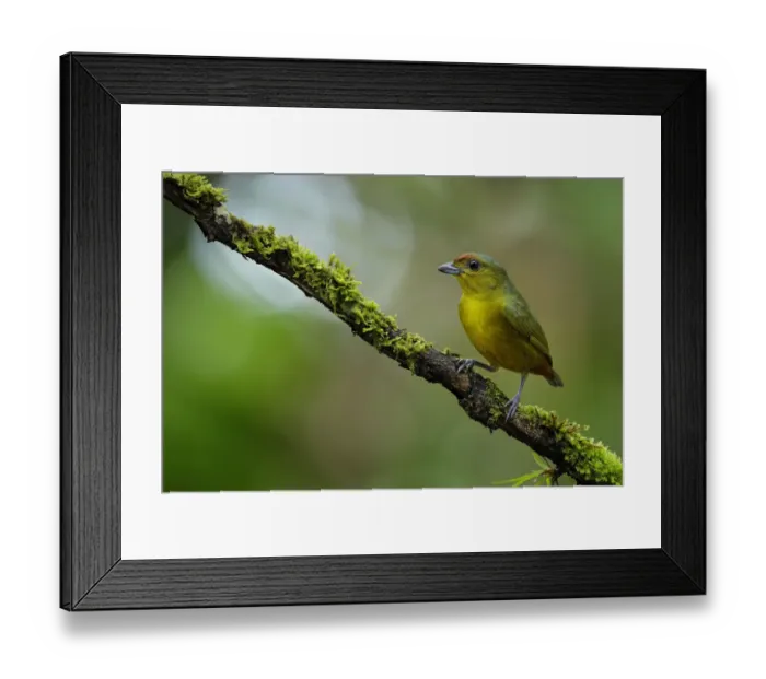 Framed Print : Olive-backed Euphonia Framed Print : Olive-backed Euphonia