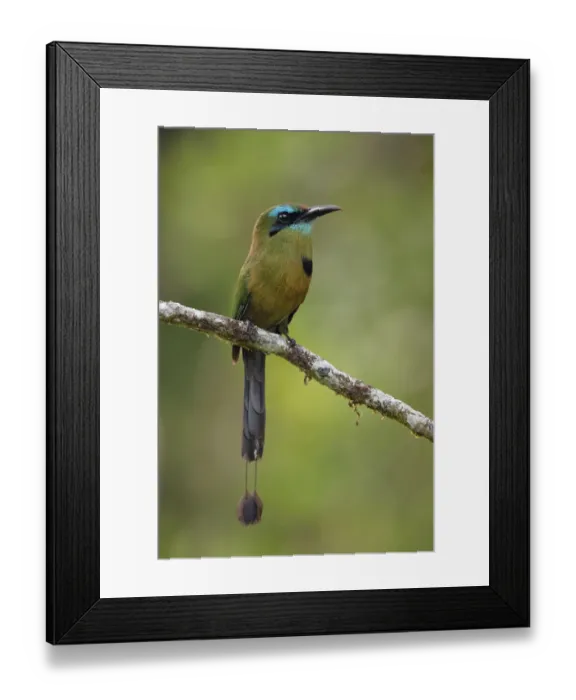 Framed Print : Keel-billed Motmot Framed Print : Keel-billed Motmot