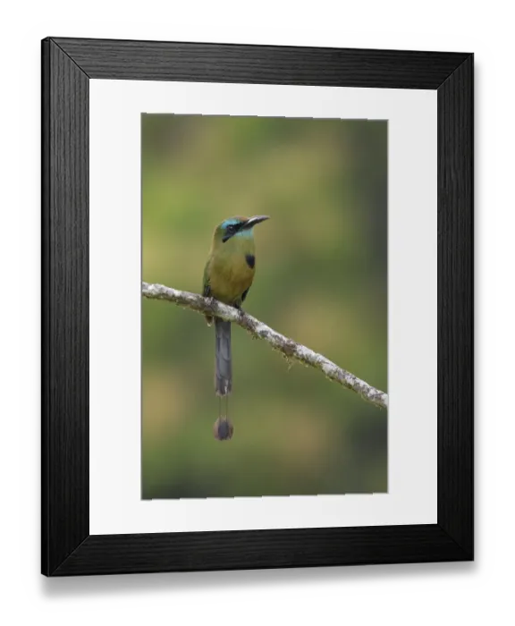 Framed Print : Keel-billed Motmot Framed Print : Keel-billed Motmot