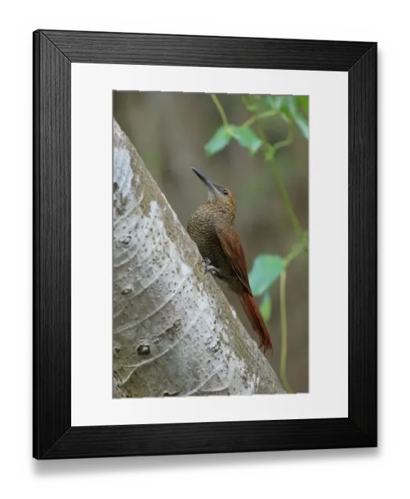 Framed Print : Northern barred Woodcreeper Framed Print : Northern barred Woodcreeper