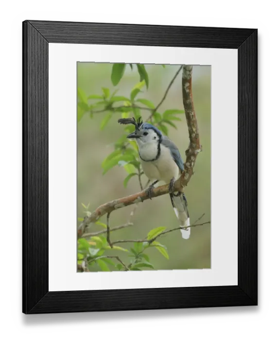 Framed Print : White-throated Magpie-Jay Framed Print : White-throated Magpie-Jay