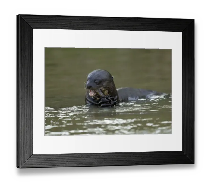 Framed Print : Giant River Otter (Pteronura brasiliensis) Framed Print : Giant River Otter (Pteronura brasiliensis)